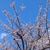 今週末は大江戸骨董市