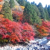 11月26日（金）～27日（土）伊勢志摩方面への旅～一日目・香嵐渓へ～