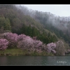 【中綱湖の桜】開花　