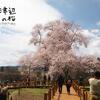 トツ撃、戸津辺の桜だベ[矢祭町中井戸津辺]