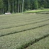 盛夏の茶畑