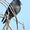 Black Drongo オウチュウ (インドの鳥その6)