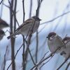 鳥の集うところ