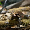 マガイナンベイウシガエル Leptodactylus knudseni