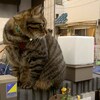 お散歩ねこ〈ティル編〉