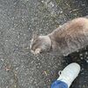 おったん？神社参拝で出会ったネコちゃんの話と道の駅「みわ」でソフトでぽん！＠茨城2025