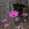 秋はまぼろし