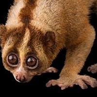 スローロリスとは 動植物の人気 最新記事を集めました はてな スローロリスとは 動植物の人気 最新記事を集めました はてな