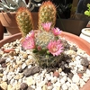 サボテンの花が咲く！猛暑に負けない多肉植物の魅力