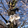 ポカポカ陽気、自転車で出かけました〜都内では桜が満開〜