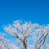 六甲山　低山で楽しむ雪景色