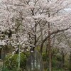 桜狩：衣笠山公園
