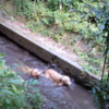 ゴールデンレトリバーの同胎犬で楽しく森で水遊び。