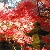 紅葉狩りー大雄山