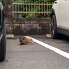 近隣繁華街のねこさん