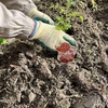 トマトが食べたい