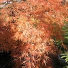 庭の紅葉。。。