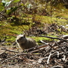 Uinta Ground Squirrel at My Campsite