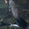 プロトプテルス・エチオピクス Protopterus aethiopicus