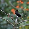 カンムリオオツリスドリ(Crested Oropendola)