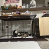 黒柴 🐶 つん