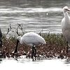 人気の珍鳥 クロツラヘラサギ飛来