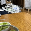 便利な自然解凍「枝豆」猫ちゃんも気にニャるのか🐱