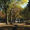公園の紅葉