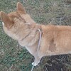 秋は、いろいろ…