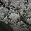 京都　桜めぐり