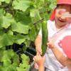 「菜園活動で野菜が食べられるようになった」【栽培〜収穫編】