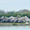 愛知池の桜