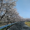 穴場の桜　満開か