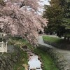 桜満開です