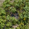 じゃがいも逆さ植えで収穫量は増える？男爵とキタアカリで比較！