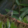 Slaty-capped Flycatcher ハシボソハエトリ