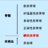 赤血球が出来るまで　５～８日