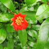 アメリカデイゴの花を見たくてウォーキング