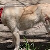 感染症の愛犬を動物病院に連れて行く🐕️