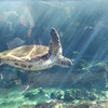 ブレないカメラDJI OSMOを水族館で使ってみたレビュー！