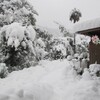 庭先の雪（新）