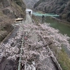 桜始まりました