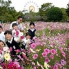 熊本市動植物園では、コスモス８万本を無料配布