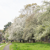 いつもの公園へ　春爛漫