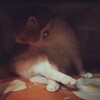 ねこ写真（動画）#205