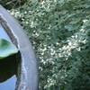 海蔵寺、宝戒寺の萩