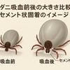 マダニにかまれるとなぜ死ぬ？2025年最悪ペース増加の理由と対策