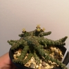 Euphorbia brevirama 成長記(2019.4.8)