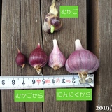 にんにくの収穫完了、いちごの一部撤収、いちごの古い根、いちごとスイートバジルの移植