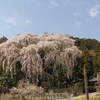 【笠間市】本土の枝垂れ桜・（個人宅）